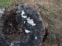 Schizophyllum commune image