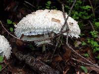 Chlorophyllum rhacodes image