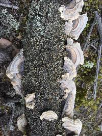 Trametes versicolor image