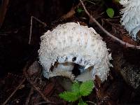 Chlorophyllum rhacodes image