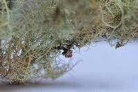 Usnea glabrescens image