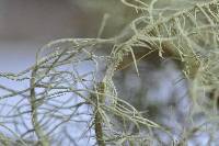 Usnea glabrescens image