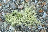 Usnea glabrescens image