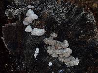 Schizophyllum commune image