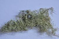 Usnea glabrescens image