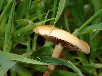 Agrocybe pediades image