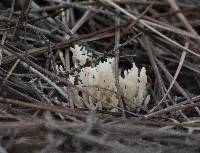 Clavulina coralloides image