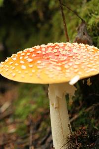 Amanita muscaria image