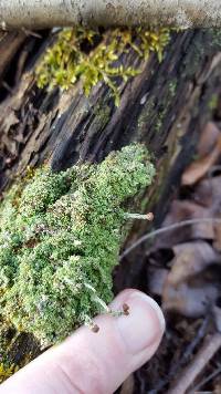 Cladonia peziziformis image