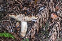 Russula novae-zelandiae image