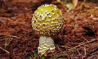 Amanita muscaria image