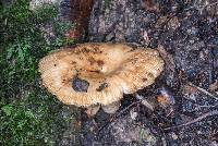 Russula novae-zelandiae image