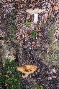 Russula novae-zelandiae image