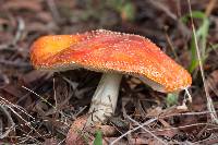 Amanita muscaria image