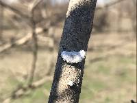 Schizophyllum commune image