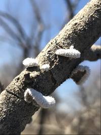 Schizophyllum commune image