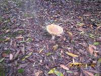 Amanita muscaria image