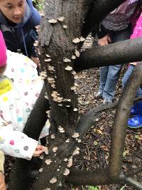 Schizophyllum commune image