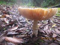 Amanita muscaria image