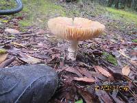 Amanita muscaria image