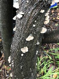 Schizophyllum commune image