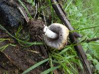 Coprinellus micaceus image