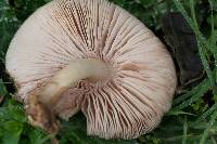 Pluteus cervinus image