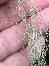 Ramalina menziesii image