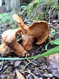 Lactarius alnicola image