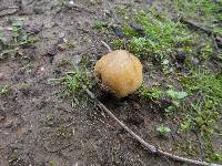 Coprinellus micaceus image