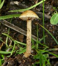 Agrocybe pediades image