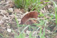 Volvariella gloiocephala image