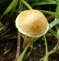 Agrocybe pediades image