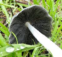 Coprinopsis lagopus image