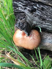 Gymnopilus thiersii image