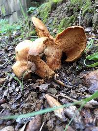 Lactarius alnicola image