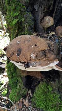 Ganoderma brownii image