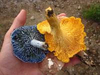 Lactarius indigo image