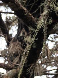 Ramalina menziesii image