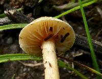 Agrocybe pediades image