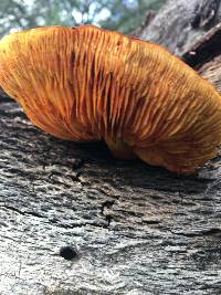 Gymnopilus thiersii image