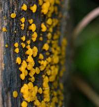 Dacrymyces capitatus image