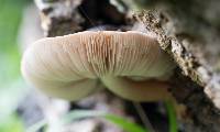 Pluteus cervinus image