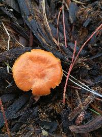 Gymnopilus sapineus image