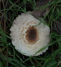 Agaricus campestris image