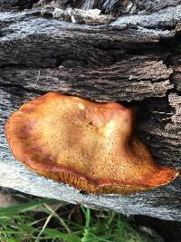 Gymnopilus thiersii image