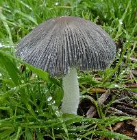 Coprinopsis lagopus image