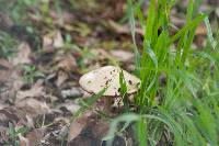 Volvariella gloiocephala image