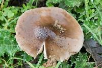 Pluteus cervinus image