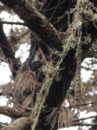 Ramalina menziesii image